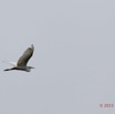 078 LOANGO 2 Akaka Riviere Rembo Ngove Sud Oiseau Aves Aigrette Intermediaire Egretta intermedia en Vol 15E5K3IMG_107372wtmk.jpg