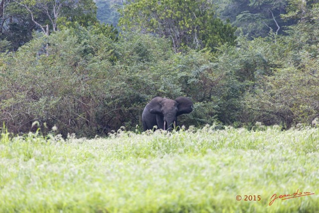 093 LOANGO 2 Akaka Riviere Rembo Ngove Sud Mammalia Proboscidea Elephant Loxodonta africana cyclotis 15E5K3IMG_107407wtmk.jpg