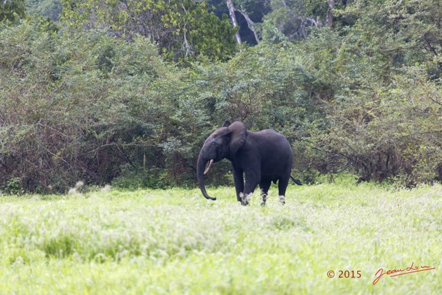 094 LOANGO 2 Akaka Riviere Rembo Ngove Sud Mammalia Proboscidea Elephant Loxodonta africana cyclotis 15E5K3IMG_107410wtmk.jpg