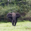 096 LOANGO 2 Akaka Riviere Rembo Ngove Sud Mammalia Proboscidea Elephant Loxodonta africana cyclotis 15E5K3IMG_107418wtmk.jpg