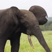 097 LOANGO 2 Akaka Riviere Rembo Ngove Sud Mammalia Proboscidea Elephant Loxodonta africana cyclotis 15E5K3IMG_107422wtmk.jpg