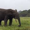 098 LOANGO 2 Akaka Riviere Rembo Ngove Sud Mammalia Proboscidea Elephant Loxodonta africana cyclotis 15E5K3IMG_107423wtmk.jpg