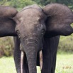 103 LOANGO 2 Akaka Riviere Rembo Ngove Sud Mammalia Proboscidea Elephant Loxodonta africana cyclotis 15E5K3IMG_107438wtmk.jpg