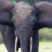 104 LOANGO 2 Akaka Riviere Rembo Ngove Sud Mammalia Proboscidea Elephant Loxodonta africana cyclotis 15E5K3IMG_107439wtmk.jpg