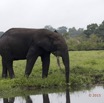 106 LOANGO 2 Akaka Riviere Rembo Ngove Sud Mammalia Proboscidea Elephant Loxodonta africana cyclotis 15E5K3IMG_107449wtmk.jpg