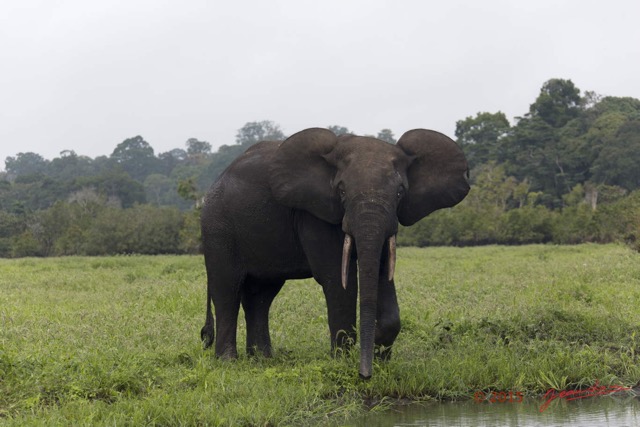 107 LOANGO 2 Akaka Riviere Rembo Ngove Sud Mammalia Proboscidea Elephant Loxodonta africana cyclotis 15E5K3IMG_107456wtmk.jpg