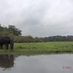 109 LOANGO 2 Akaka Riviere Rembo Ngove Sud Mammalia Proboscidea Elephant Loxodonta africana cyclotis 15E5K3IMG_107466wtmk.jpg