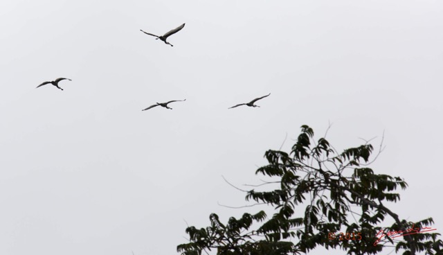 115 LOANGO 2 Akaka Riviere Rembo Ngove Sud Oiseau Aves Spatule Afrique Platalea alba 15E5K3IMG_107507wtmk.jpg