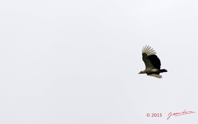 124 LOANGO 2 Akaka Riviere Rembo Ngove Sud Oiseau Aves Palmiste Africain Gypohierax angolensis en Vol 15E5K3IMG_107542wtmk.jpg