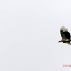 124 LOANGO 2 Akaka Riviere Rembo Ngove Sud Oiseau Aves Palmiste Africain Gypohierax angolensis en Vol 15E5K3IMG_107542wtmk.jpg