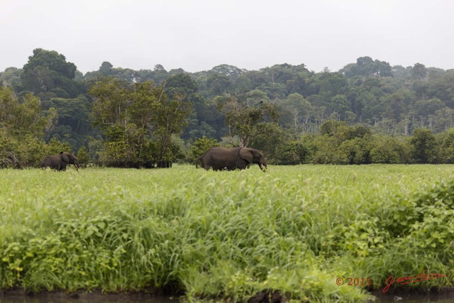 125 LOANGO 2 Akaka Riviere Rembo Ngove Sud Elephants sur la Berge 15E5K3IMG_107550wtmk.jpg