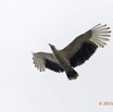 135 LOANGO 2 Akaka Riviere Rembo Ngove Sud Oiseau Aves Palmiste Africain Gypohierax angolensis en Vol 15E5K3IMG_107577wtmk.jpg