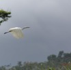152 LOANGO 2 Akaka Riviere Rembo Ngove Sud Oiseau Aves Grande Aigrette Egretta alba en Vol 15E5K3IMG_107610awtmk.jpg