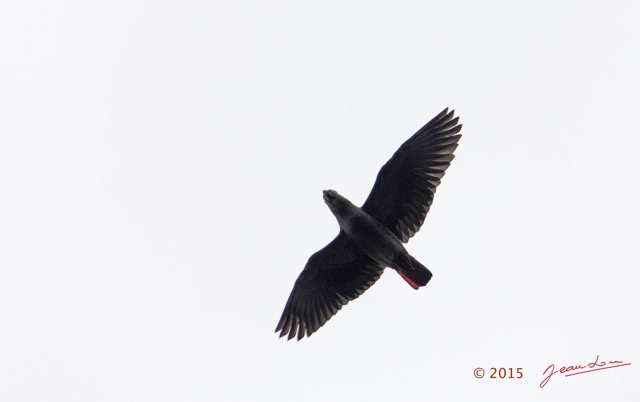 101 LOANGO 2 le Lodge Oiseau Aves Perroquet Jaco Psittacus erithacus en Vol 15E5K3IMG_106090wtmk.jpg