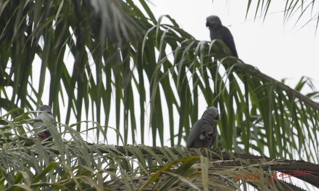 109 LOANGO 2 le Lodge Oiseau Aves Perroquet Jaco Psittacus erithacus Mangeant une Noix de Palme 15E5K3IMG_106130wtmk.jpg