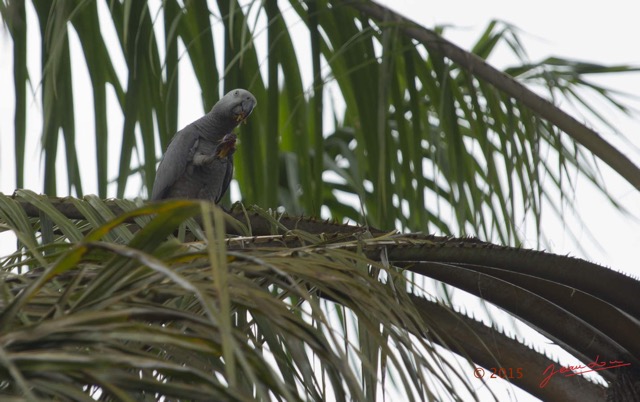 111 LOANGO 2 le Lodge Oiseau Aves Perroquet Jaco Psittacus erithacus Mangeant une Noix de Palme 15E5K3IMG_106132wtmk.jpg