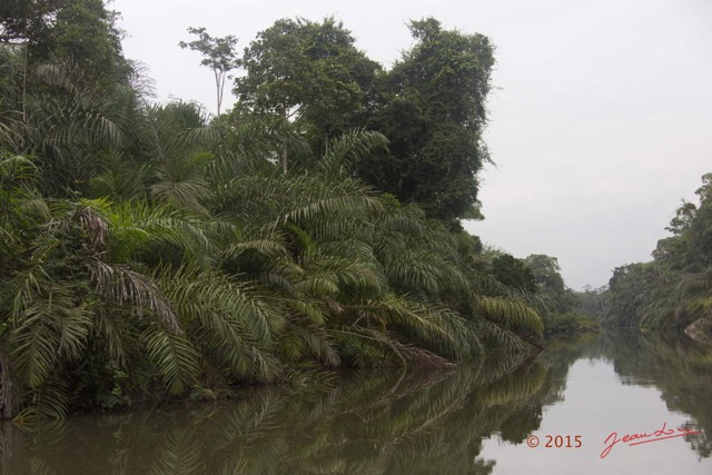 008 LOANGO 2 Akaka Riviere Rembo Ngove Nord Berge et Arecaceae Palmier Raphia regalis 15E5K3IMG_106754wtmk.jpg