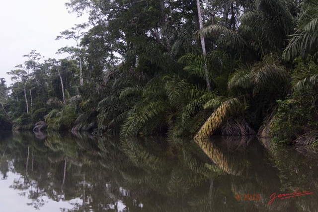 009 LOANGO 2 Akaka Riviere Rembo Ngove Nord Berge et Arecaceae Palmier Raphia regalis 15E5K3IMG_106757wtmk.jpg