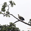 014 LOANGO 2 Akaka Riviere Rembo Ngove Nord Oiseau Aves Palmiste Africain Gypohierax angolensis 15E5K3IMG_106769wtmk.jpg