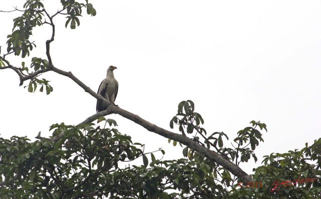 015 LOANGO 2 Akaka Riviere Rembo Ngove Nord Oiseau Aves Palmiste Africain Gypohierax angolensis 15E5K3IMG_106770wtmk.jpg