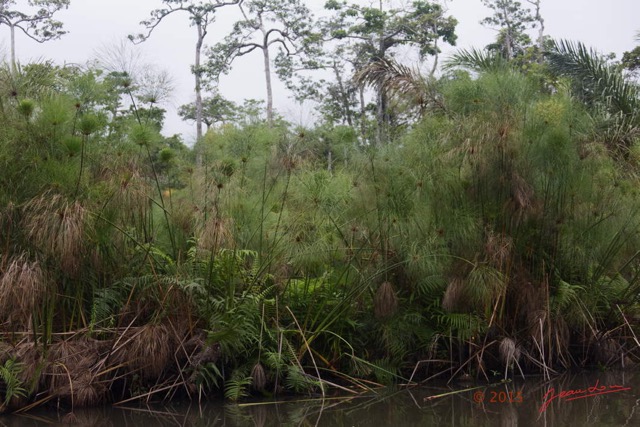 024 LOANGO 2 Akaka Riviere Rembo Ngove Nord Plante Liliopsida Cyperales Cyperus papyrus 15E5K3IMG_106792wtmk.jpg