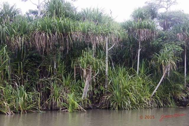 034 LOANGO 2 Akaka Riviere Rembo Ngove Nord Plante Liliopsida Pandanales Pandanus sp 15E5K3IMG_106811wtmk.jpg