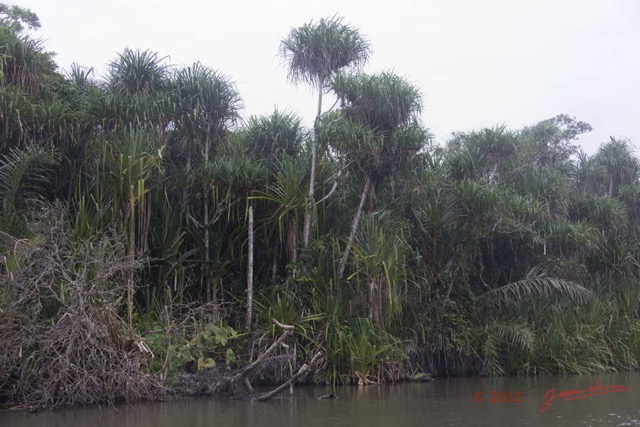 035 LOANGO 2 Akaka Riviere Rembo Ngove Nord Plante Liliopsida Pandanales Pandanus sp 15E5K3IMG_106812wtmk.jpg