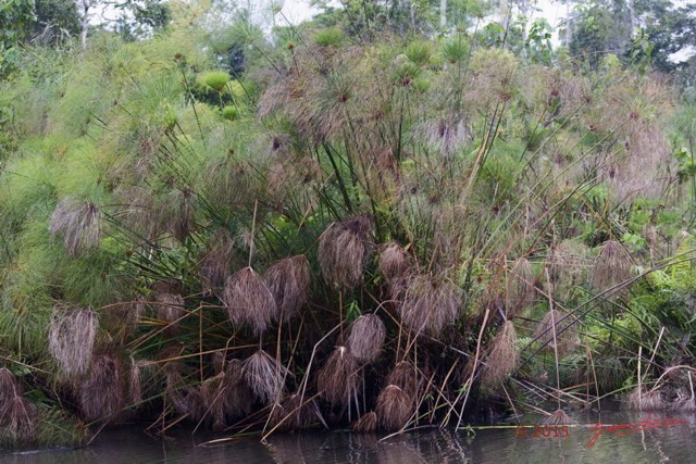 036 LOANGO 2 Akaka Riviere Rembo Ngove Nord Plante Liliopsida Cyperales Cyperus papyrus 15E5K3IMG_106817wtmk.jpg