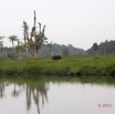 038 LOANGO 2 Akaka Riviere Rembo Ngove Nord Berge et Mammalia Proboscidea Elephant Loxodonta africana cyclotis 15E5K3IMG_106837wtmk.jpg