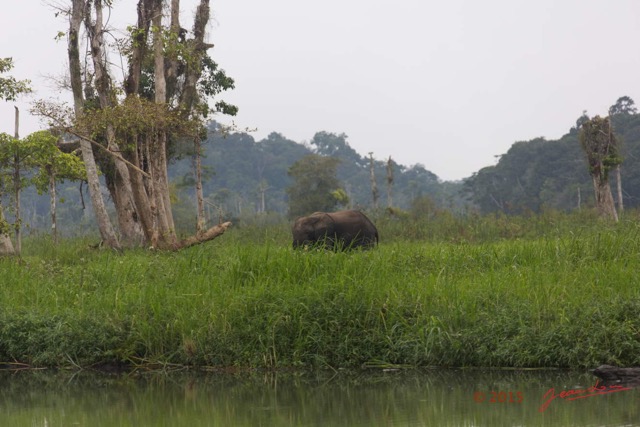 039 LOANGO 2 Akaka Riviere Rembo Ngove Nord Berge et Mammalia Proboscidea Elephant Loxodonta africana cyclotis 15E5K3IMG_106838wtmk.jpg