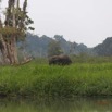 039 LOANGO 2 Akaka Riviere Rembo Ngove Nord Berge et Mammalia Proboscidea Elephant Loxodonta africana cyclotis 15E5K3IMG_106838wtmk.jpg