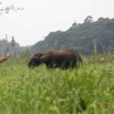 040 LOANGO 2 Akaka Riviere Rembo Ngove Nord Berge et Mammalia Proboscidea Elephant Loxodonta africana cyclotis 15E5K3IMG_106841wtmk.jpg