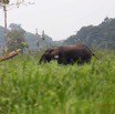 041 LOANGO 2 Akaka Riviere Rembo Ngove Nord Berge et Mammalia Proboscidea Elephant Loxodonta africana cyclotis 15E5K3IMG_106842wtmk.jpg