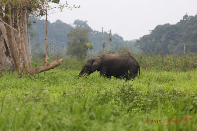 044 LOANGO 2 Akaka Riviere Rembo Ngove Nord Berge et Mammalia Proboscidea Elephant Loxodonta africana cyclotis 15E5K3IMG_106850wtmk.jpg