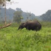 044 LOANGO 2 Akaka Riviere Rembo Ngove Nord Berge et Mammalia Proboscidea Elephant Loxodonta africana cyclotis 15E5K3IMG_106850wtmk.jpg