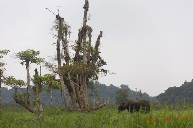 045 LOANGO 2 Akaka Riviere Rembo Ngove Nord Berge et Mammalia Proboscidea Elephant Loxodonta africana cyclotis 15E5K3IMG_106851wtmk.jpg