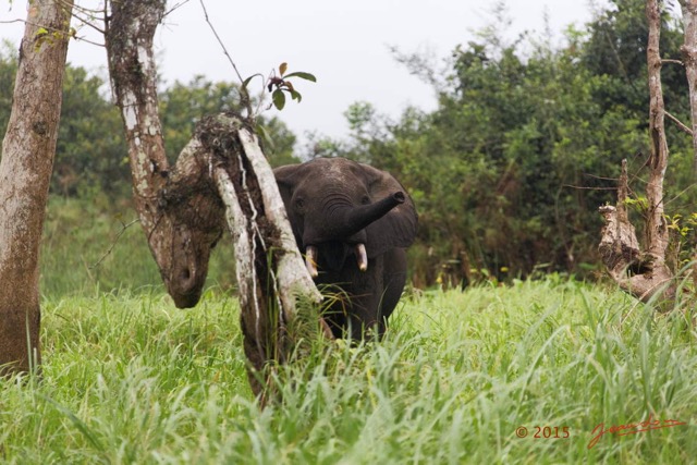 047 LOANGO 2 Akaka Riviere Rembo Ngove Nord Berge et Mammalia Proboscidea Elephant Loxodonta africana cyclotis 15E5K3IMG_106856wtmk.jpg