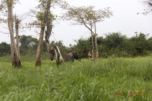 050 LOANGO 2 Akaka Riviere Rembo Ngove Nord Berge et Mammalia Proboscidea Elephant Loxodonta africana cyclotis 15E5K3IMG_106862wtmk.jpg