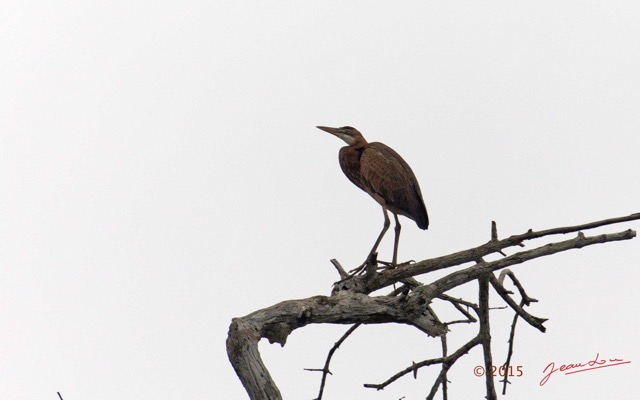 053 LOANGO 2 Akaka Riviere Rembo Ngove Nord Oiseau Aves Heron Goliath Ardea goliath 15E5K3IMG_106878wtmk.jpg