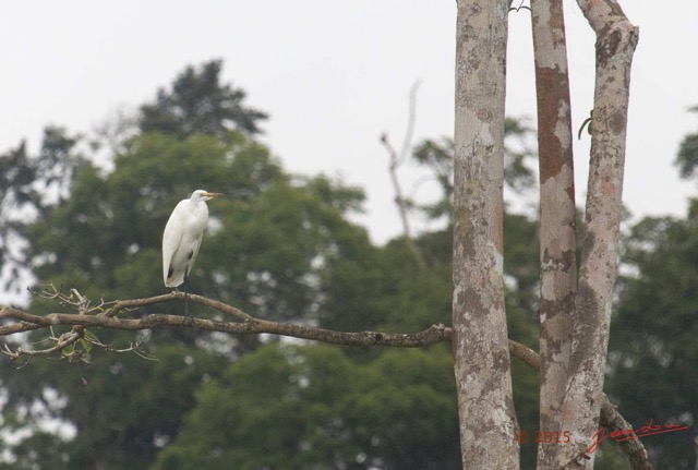 054 LOANGO 2 Akaka Riviere Rembo Ngove Nord Oiseau Aves Grande Aigrette Egretta alba 15E5K3IMG_106880wtmk.jpg