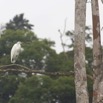 054 LOANGO 2 Akaka Riviere Rembo Ngove Nord Oiseau Aves Grande Aigrette Egretta alba 15E5K3IMG_106880wtmk.jpg