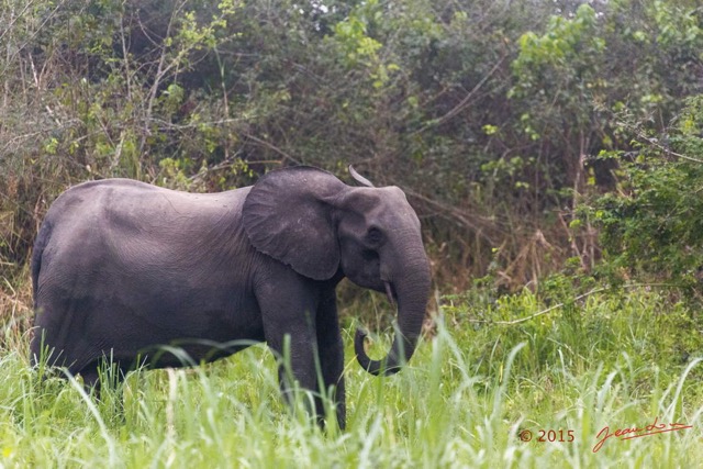 057 LOANGO 2 Akaka Riviere Rembo Ngove Nord Berge et Mammalia Proboscidea Elephant Loxodonta africana cyclotis 15E5K3IMG_106893wtmk.jpg