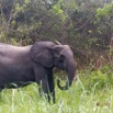 057 LOANGO 2 Akaka Riviere Rembo Ngove Nord Berge et Mammalia Proboscidea Elephant Loxodonta africana cyclotis 15E5K3IMG_106893wtmk.jpg