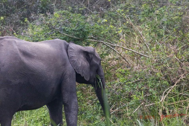 059 LOANGO 2 Akaka Riviere Rembo Ngove Nord Berge et Mammalia Proboscidea Elephant Loxodonta africana cyclotis 15E5K3IMG_106900wtmk.jpg