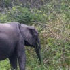 059 LOANGO 2 Akaka Riviere Rembo Ngove Nord Berge et Mammalia Proboscidea Elephant Loxodonta africana cyclotis 15E5K3IMG_106900wtmk.jpg