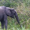 060 LOANGO 2 Akaka Riviere Rembo Ngove Nord Berge et Mammalia Proboscidea Elephant Loxodonta africana cyclotis 15E5K3IMG_106902wtmk.jpg