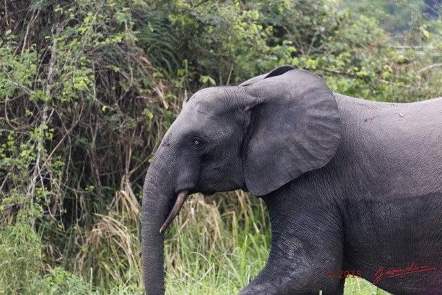 061 LOANGO 2 Akaka Riviere Rembo Ngove Nord Berge et Mammalia Proboscidea Elephant Loxodonta africana cyclotis 15E5K3IMG_106903wtmk.jpg