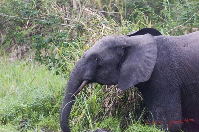 064 LOANGO 2 Akaka Riviere Rembo Ngove Nord Berge et Mammalia Proboscidea Elephant Loxodonta africana cyclotis 15E5K3IMG_106909wtmk.jpg