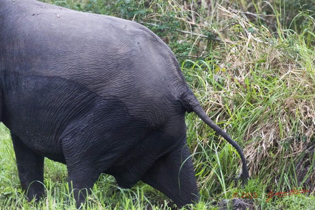 066 LOANGO 2 Akaka Riviere Rembo Ngove Nord Berge et Mammalia Proboscidea Elephant Loxodonta africana cyclotis 15E5K3IMG_106912wtmk.jpg