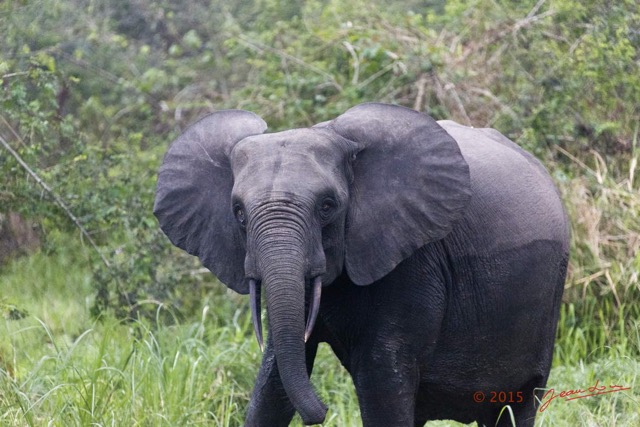 067 LOANGO 2 Akaka Riviere Rembo Ngove Nord Berge et Mammalia Proboscidea Elephant Loxodonta africana cyclotis 15E5K3IMG_106915wtmk.jpg